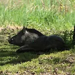 Gæstehus Vass-villa Vendeghaz 3*
